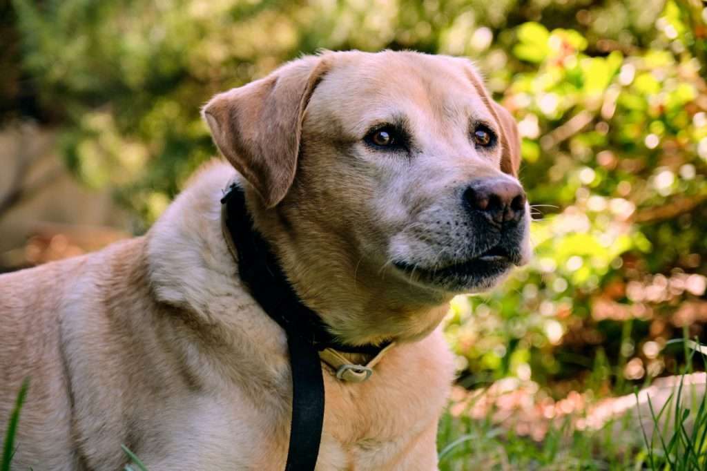 Dog Bite Prevention: How to Avoid a Dog Attack 13 Dog Bite Prevention