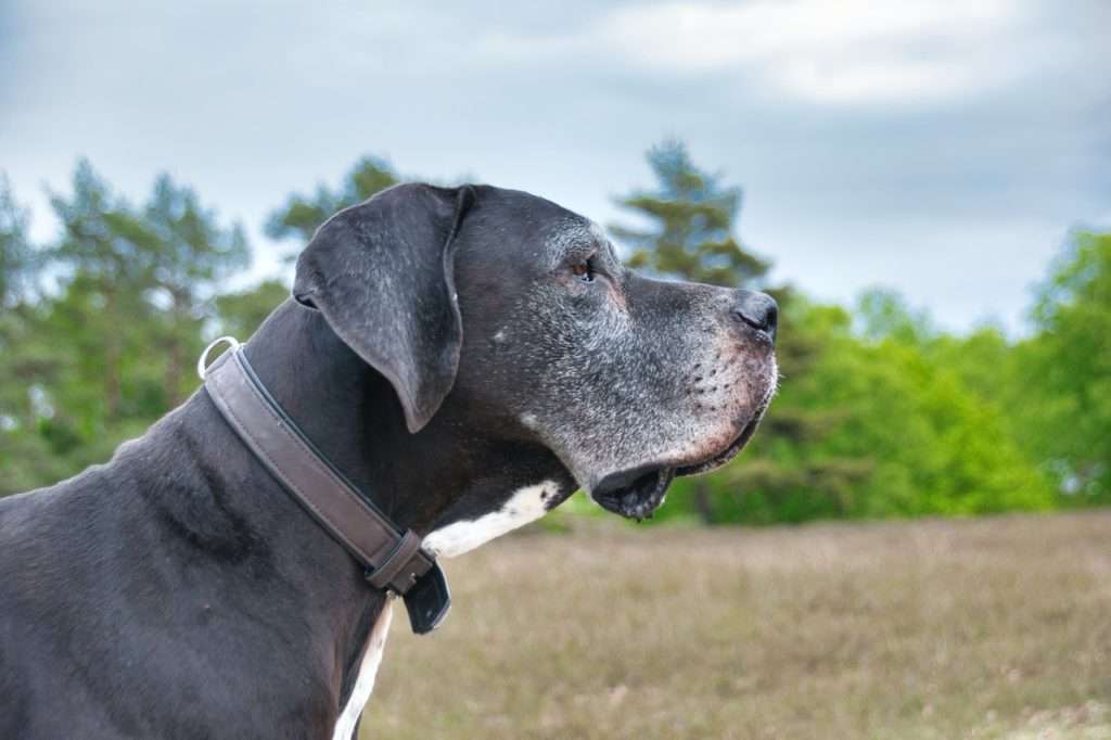 Dog Bite Prevention: How to Avoid a Dog Attack 15 Dog Bite Prevention