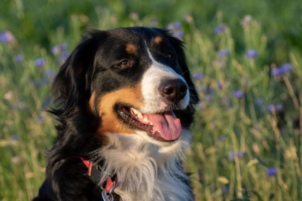 a close up shot of a bernese mountain dog