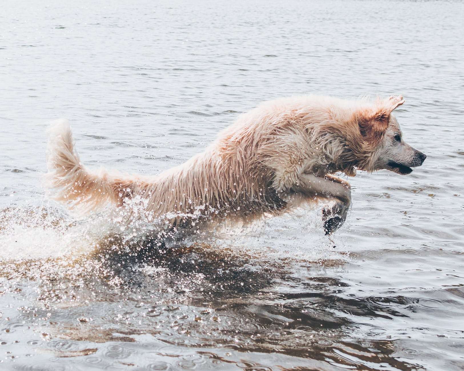 How Moldy Kibble Killed 2 Family Pets 8 long coated brown dog on body of water