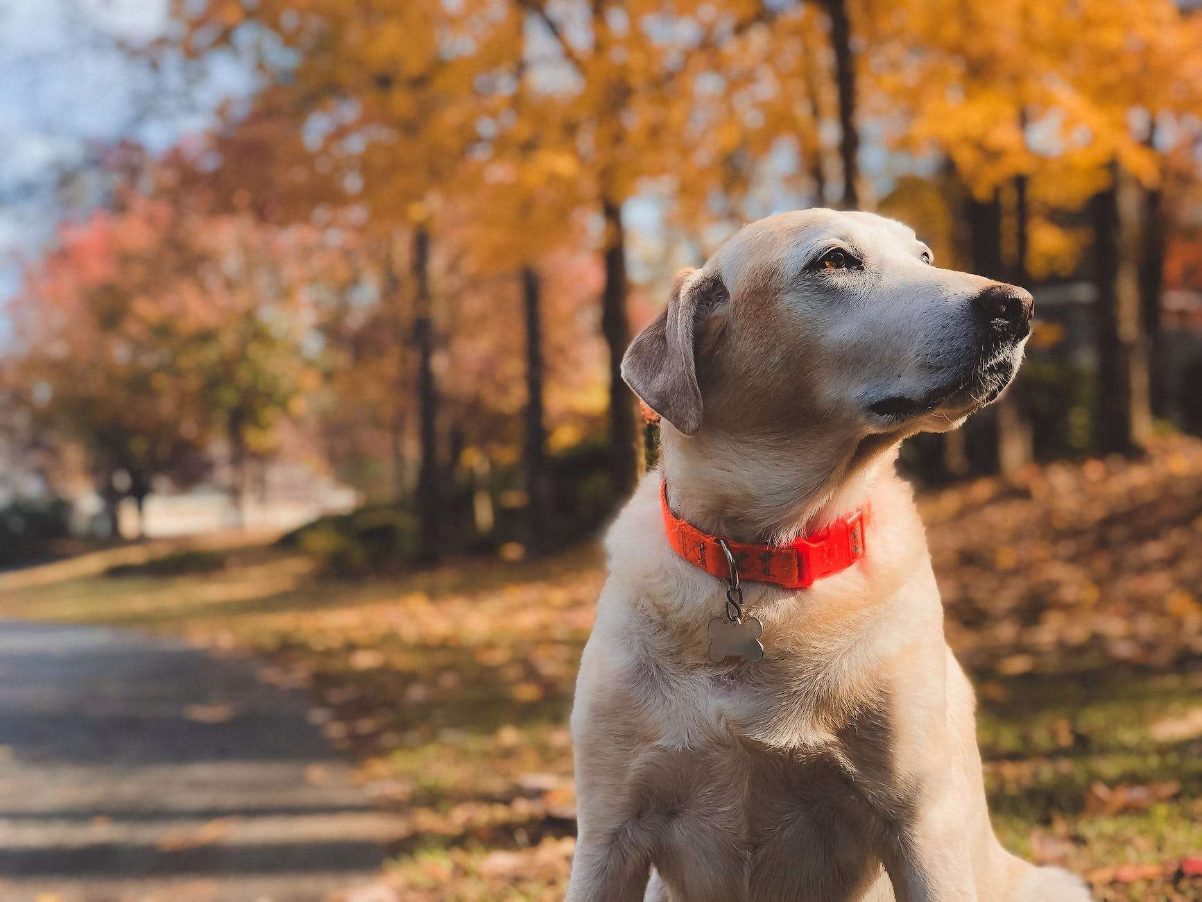 Is a Grain-Free Diet for Dogs Healthier? 6 shallow focus photography of adult yellow labrador retriever sitting on roadside during day