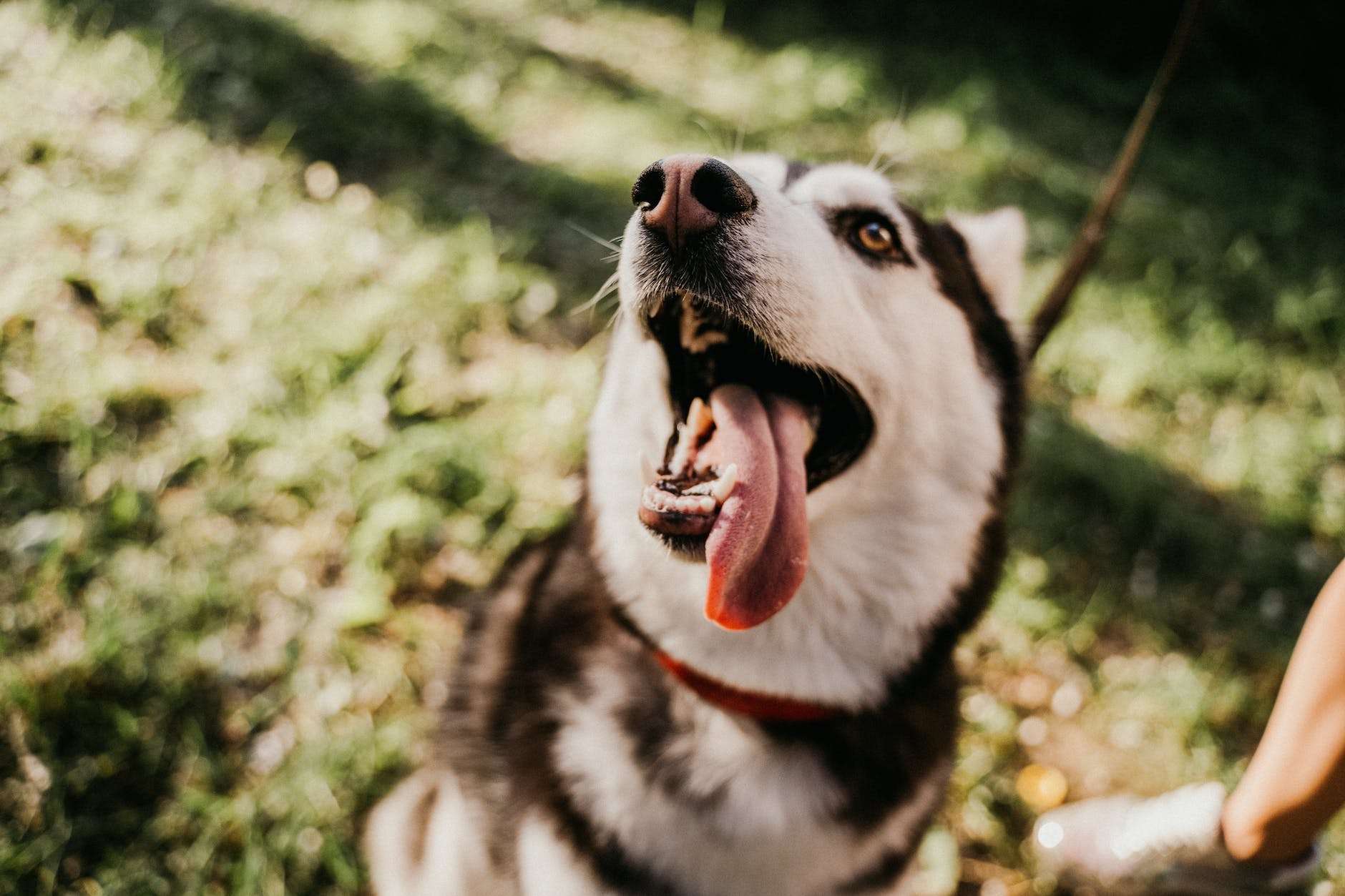 Is a Grain-Free Diet for Dogs Healthier? 9 close up shot of black and white siberian husky