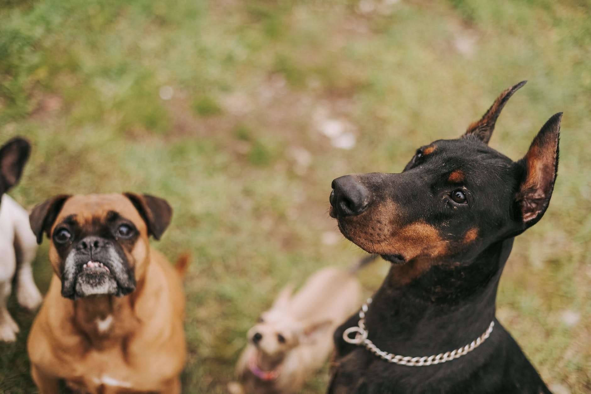 Is a Grain-Free Diet for Dogs Healthier? 8 bunch of different breed dogs outdoors
