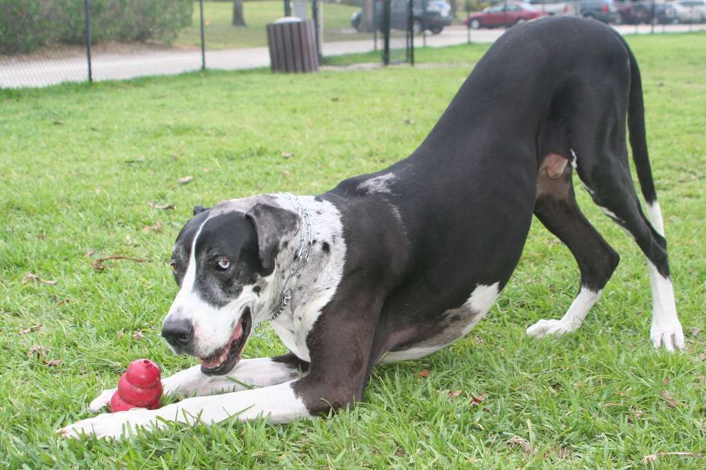 Giant Breed Dog Toys: The Best Options for Your Powerful & Not-So-Gentle Big Dogs 24 Giant Breed Dog Toys
