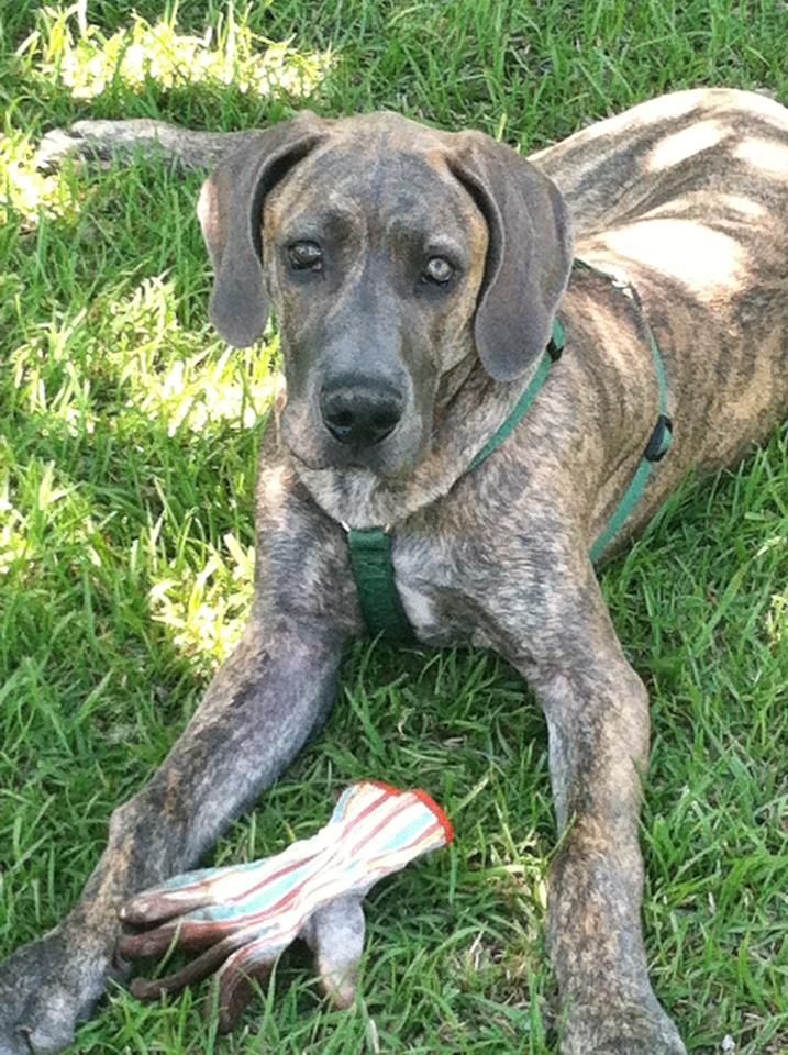 Great Dane Personality