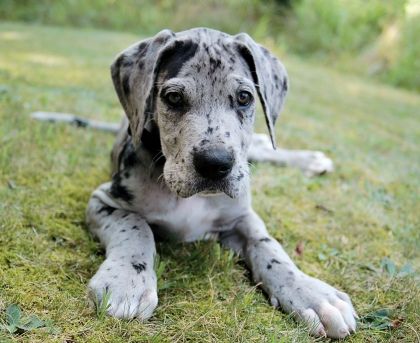 Great Dane Personality