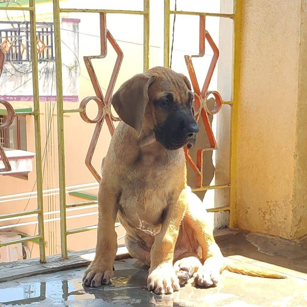 Potty Training Great Dane