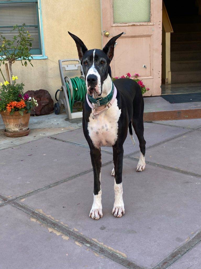 Potty Training Great Dane