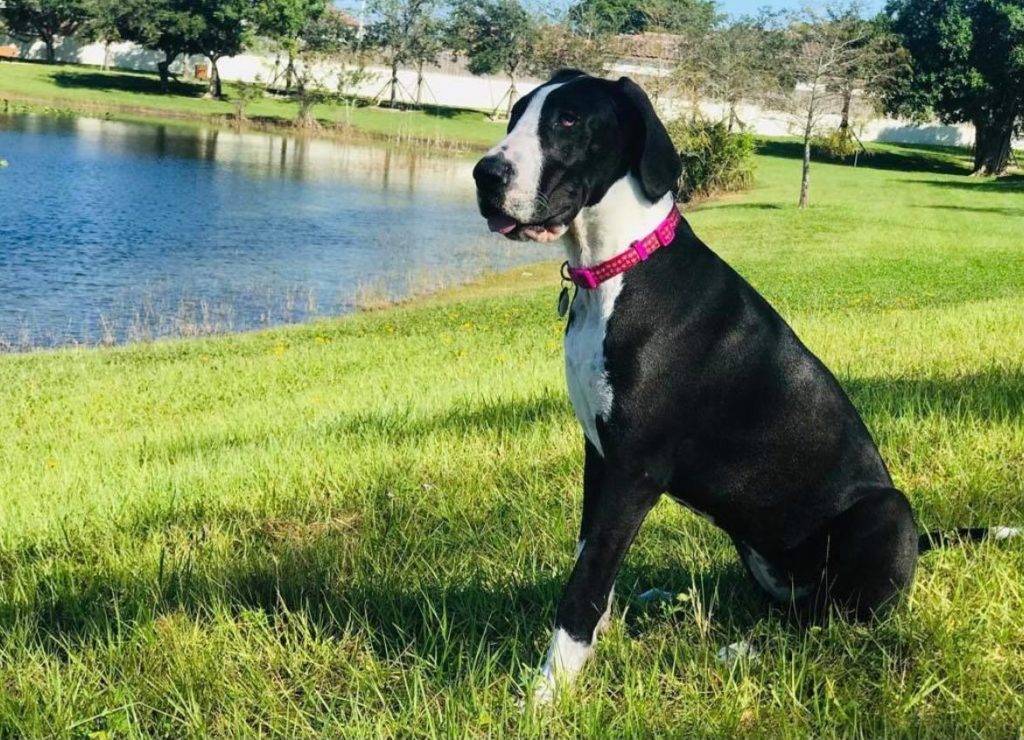 Potty Training Great Dane