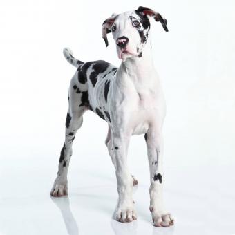 What Health Tests do Great Danes Need for Breeding? 11 243548 340x340 2 great dane puppy