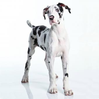 Great Dane Personality