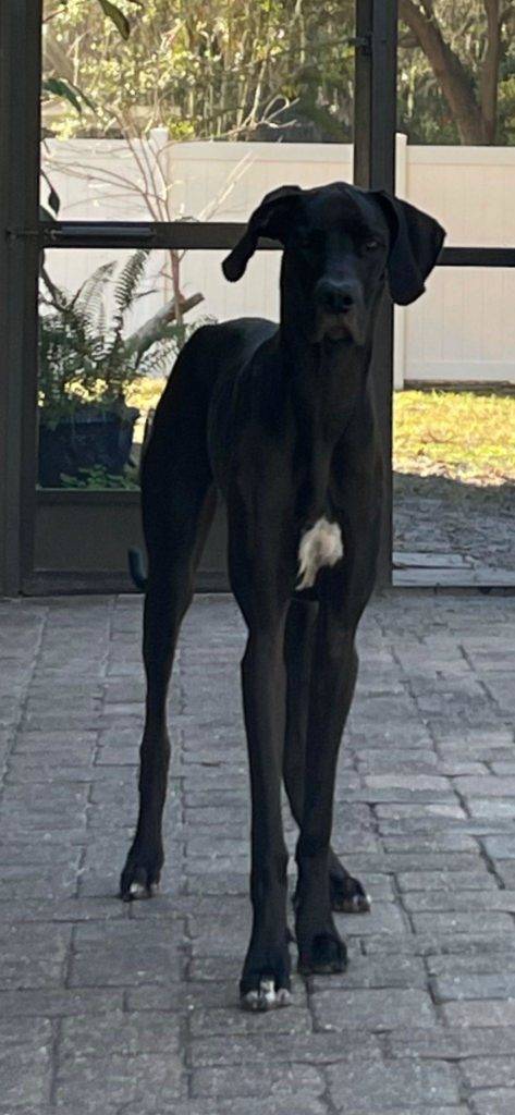 Potty Training Great Dane