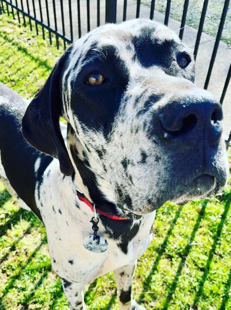Pictures of Great Danes: A Collection of Over 20 Striking Photos 2 Pictures of Great Danes