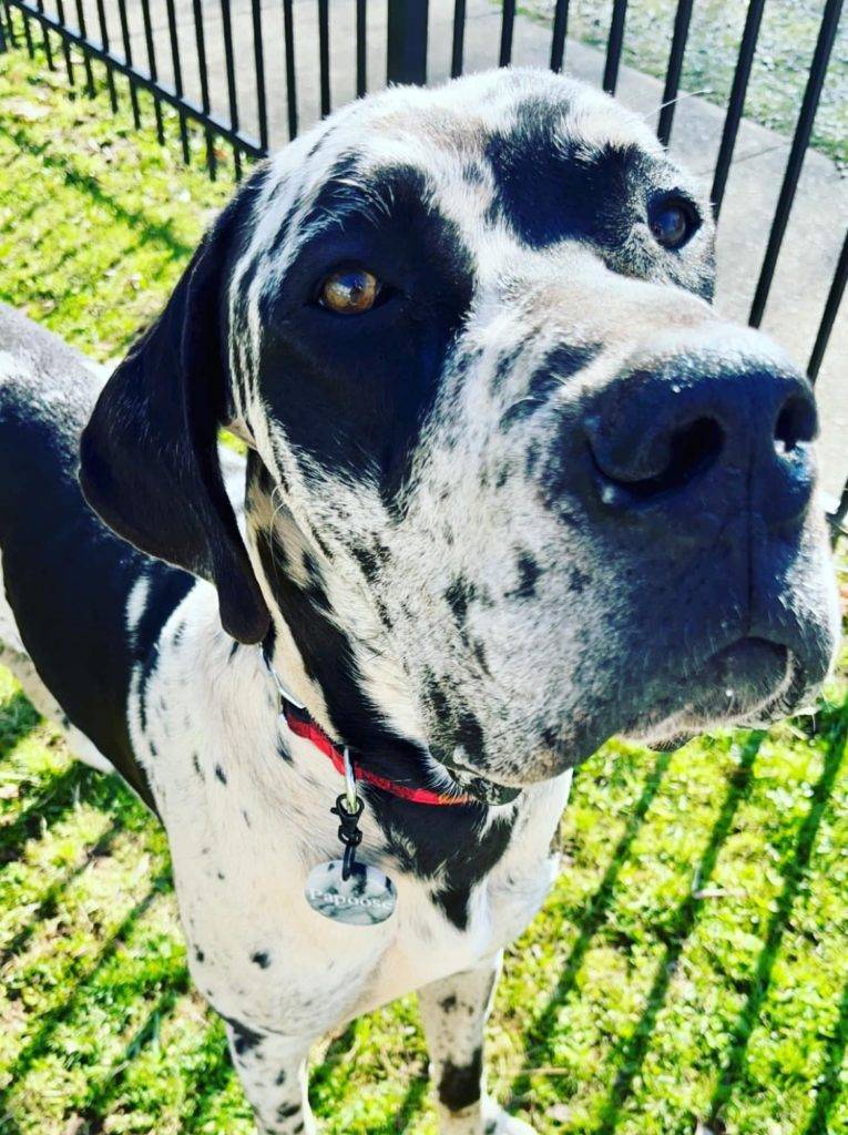 Pictures of Great Danes