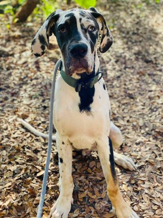 What is the first thing you should train your puppy? The 5 Fascinating Firsts 7 What is the first thing you should train your puppy?