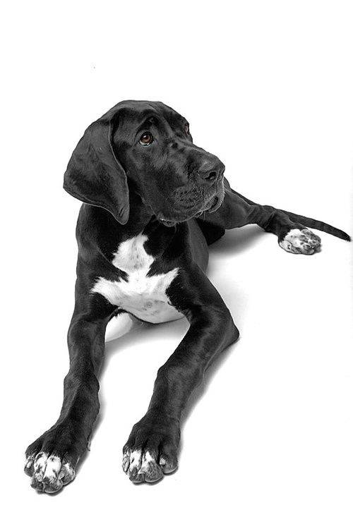 Pictures of Great Danes: A Collection of Over 20 Striking Photos 14 Pictures of Great Danes