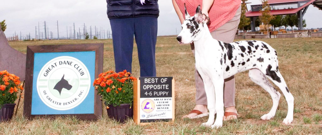 Going to a Great Dane Dog Show 10 308466915 10228646623053786 5592608288281003953 n