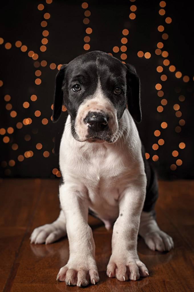CBD DOG TREATS FOR JOINT PAIN 11 CBD DOG TREATS FOR JOINT PAIN