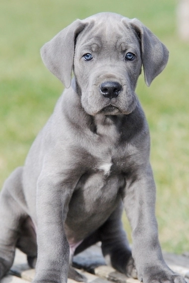 Pictures of Great Danes: A Collection of Over 20 Striking Photos 6 Pictures of Great Danes