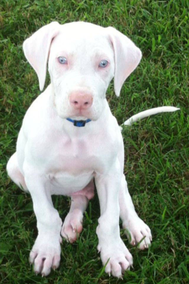 What is the first thing you should train your puppy? The 5 Fascinating Firsts 13 What is the first thing you should train your puppy?