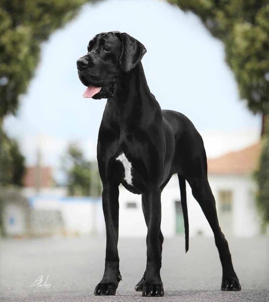 Adopting a Great Dane