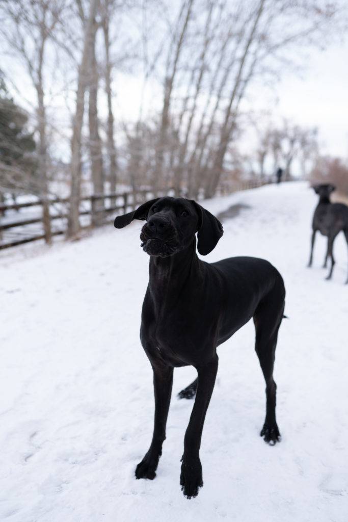 Pictures of Great Danes