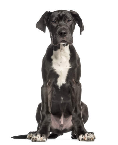 Great Dane Personality