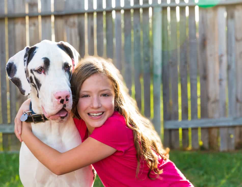Dog Bloat and Torsion: Is a Dog Stomach Flip Deadly? 6 Dog Stomach Flip