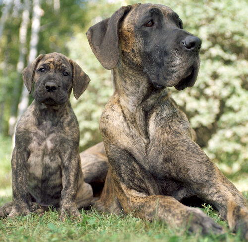 What Health Tests do Great Danes Need for Breeding? 12 Great Dane laying down outdoors next to her puppy 500x486 1