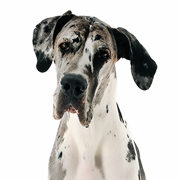 Great Dane Personality