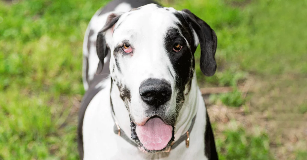 Great Dane Personality