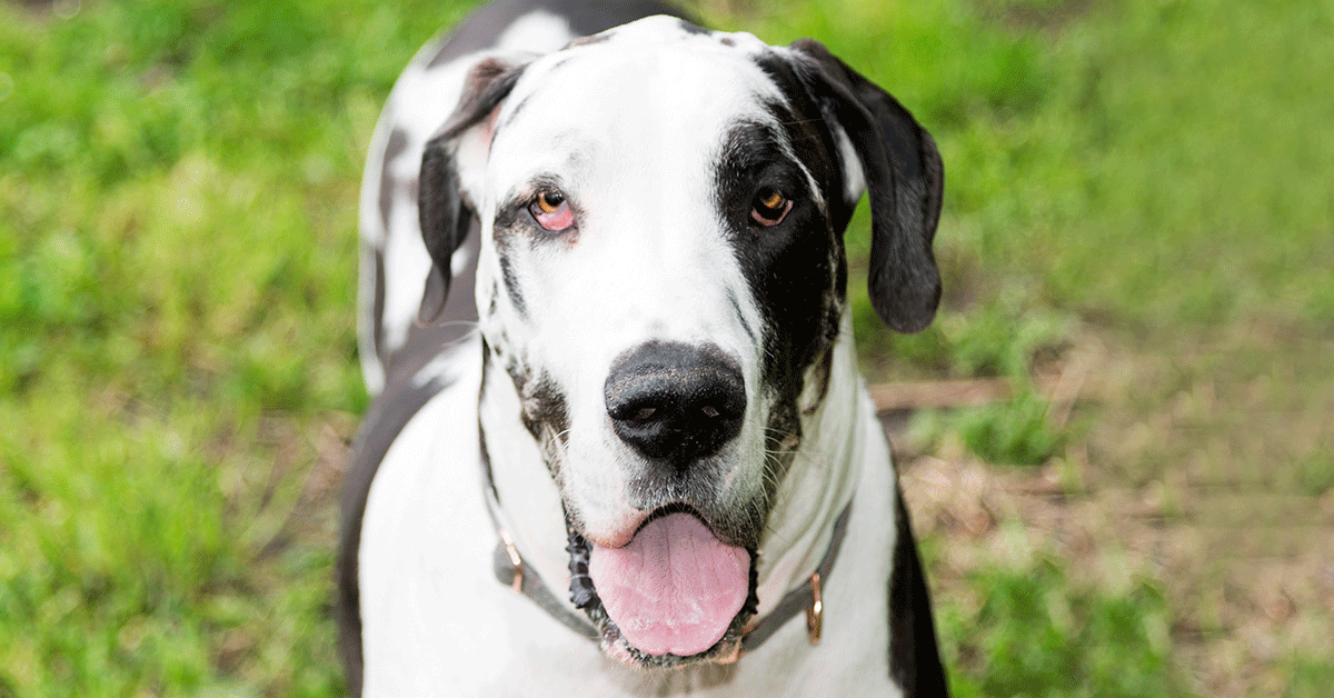 CBD DOG TREATS FOR JOINT PAIN 4 CBD DOG TREATS FOR JOINT PAIN