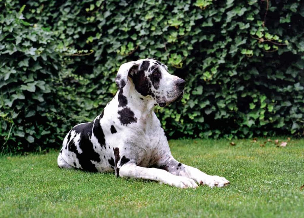 Great Dane Personality