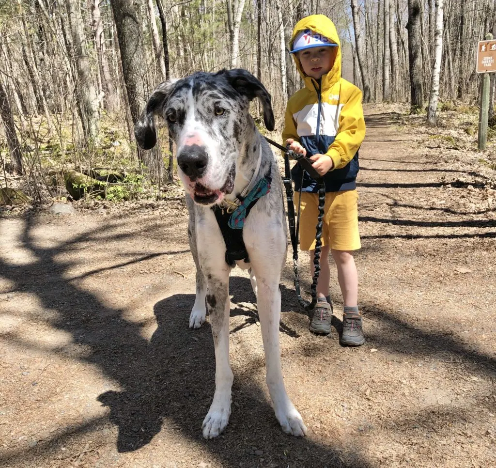 Hiking with a Great Dane 6 Hiking with a Great Dane