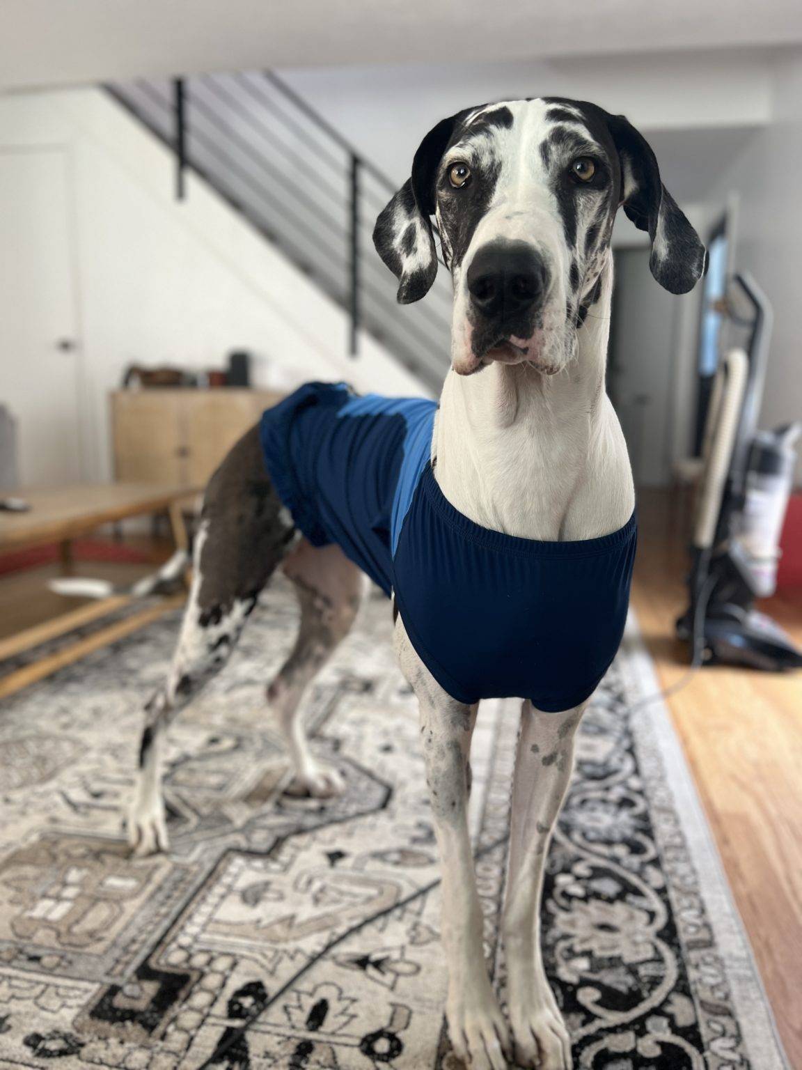 Dog Bloat and Torsion Is a Dog Stomach Flip Deadly? Hello Danes