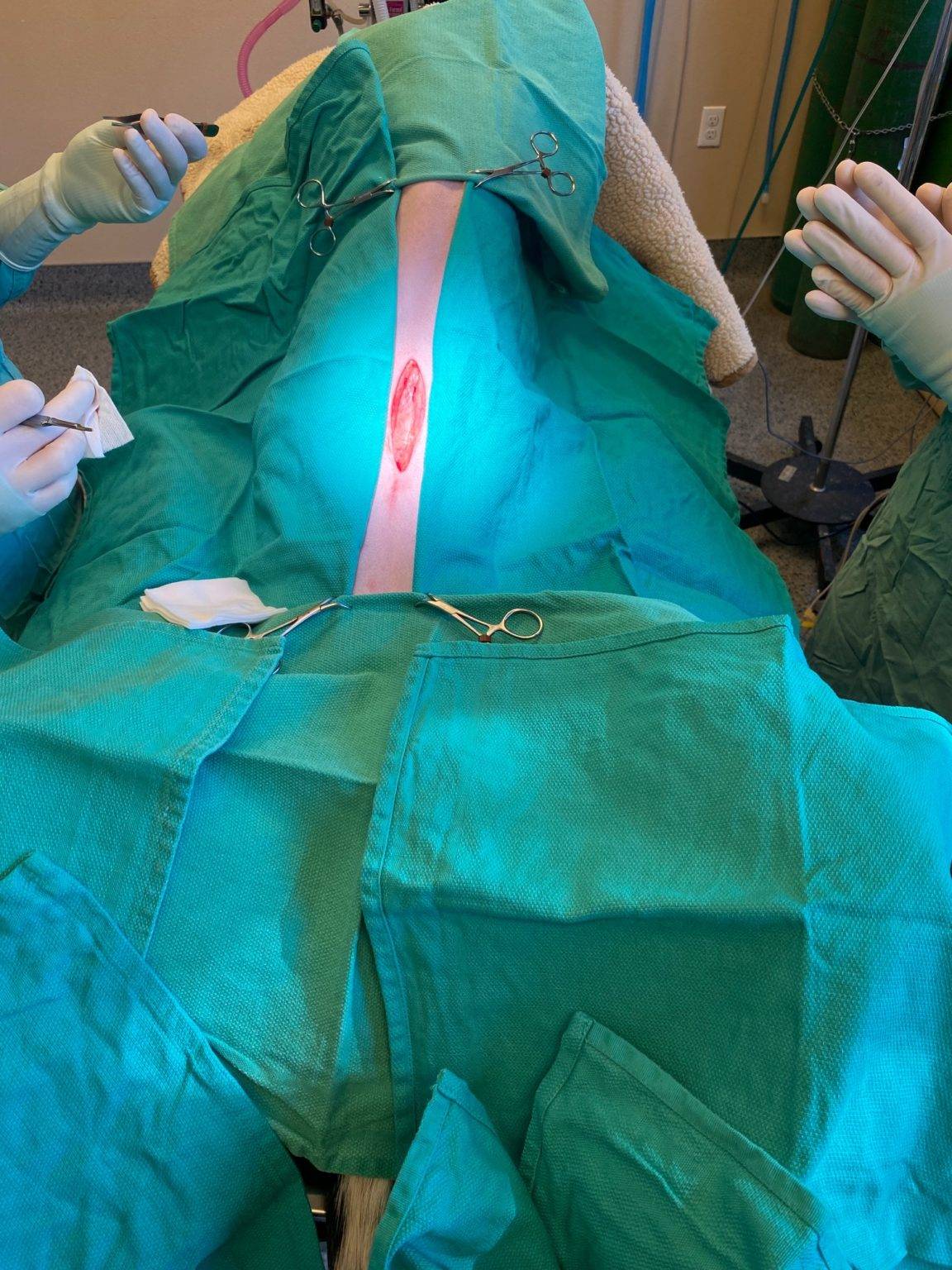 Gastropexy Surgery for Birdie A Comprehensive Guide with REAL Pictures