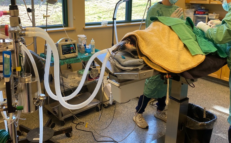 Great Dane Surgery & What to Ask Your Veterinarian 2 Great dane surgery