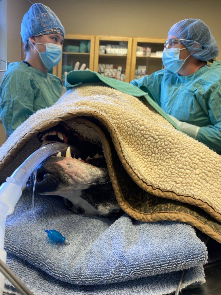 Great Dane Surgery & What to Ask Your Veterinarian 3 IMG 4839