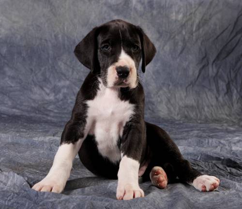 Pictures of Great Danes: A Collection of Over 20 Striking Photos 12 Pictures of Great Danes