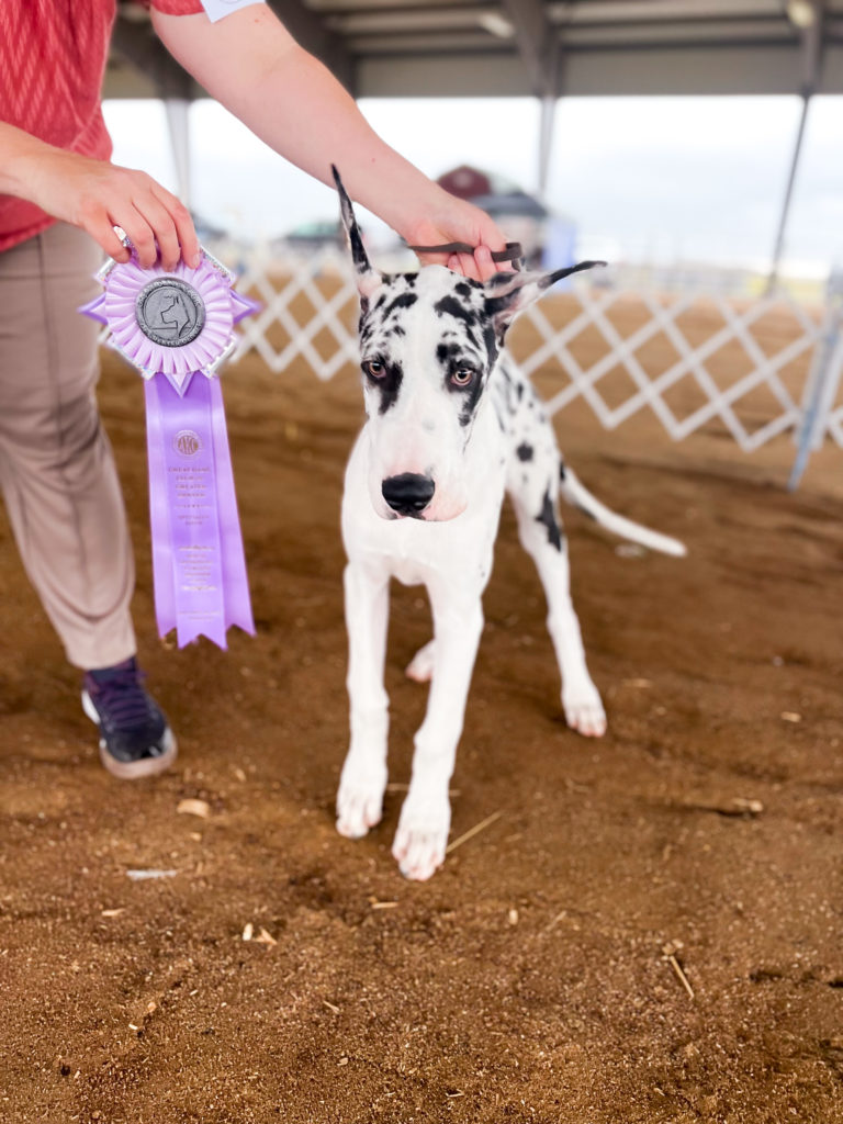 Going to a Great Dane Dog Show 9 IMG 6390