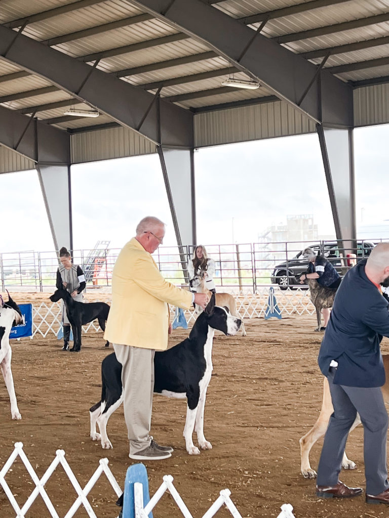 Great Dane Dog Show