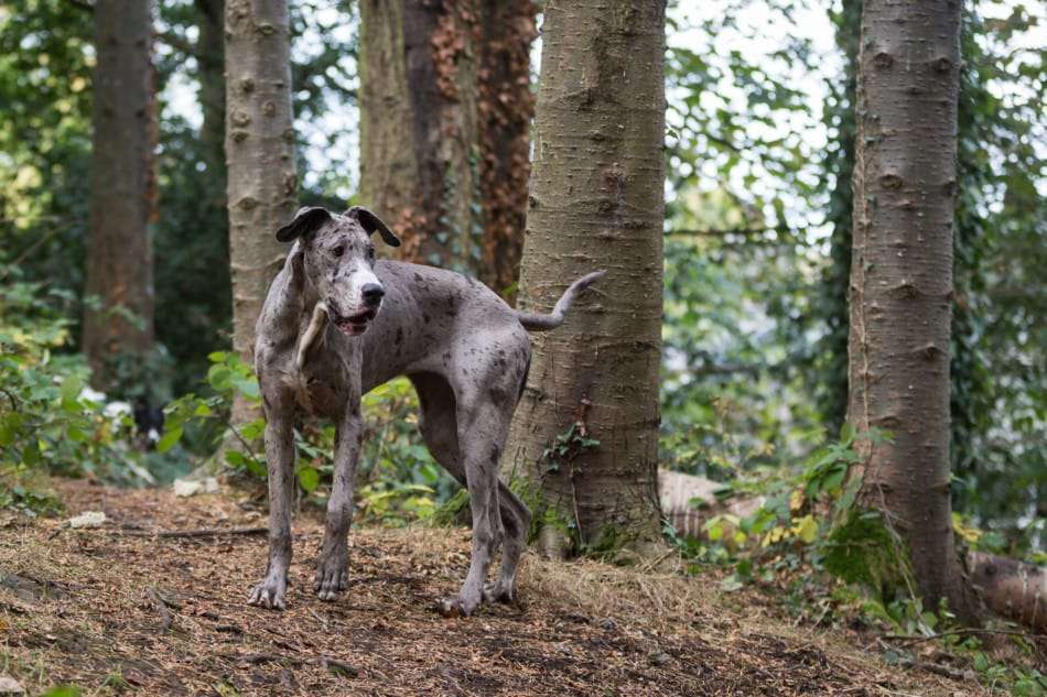 Hiking with a Great Dane 9 Hiking with a Great Dane