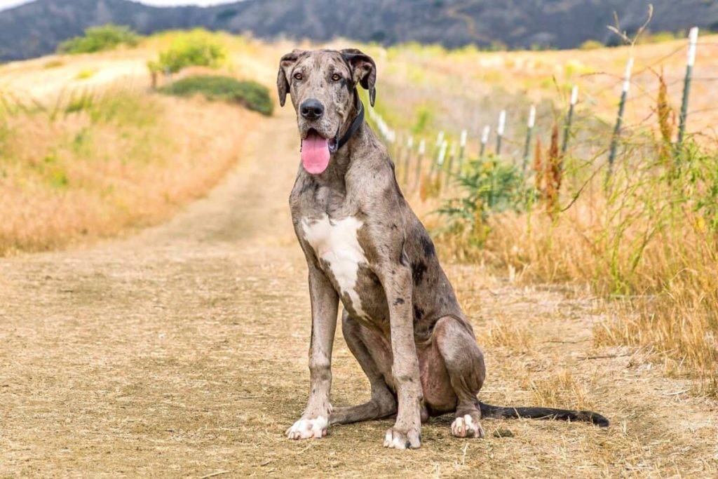 Merle Great Dane out on hike with its owner 1200x800 1