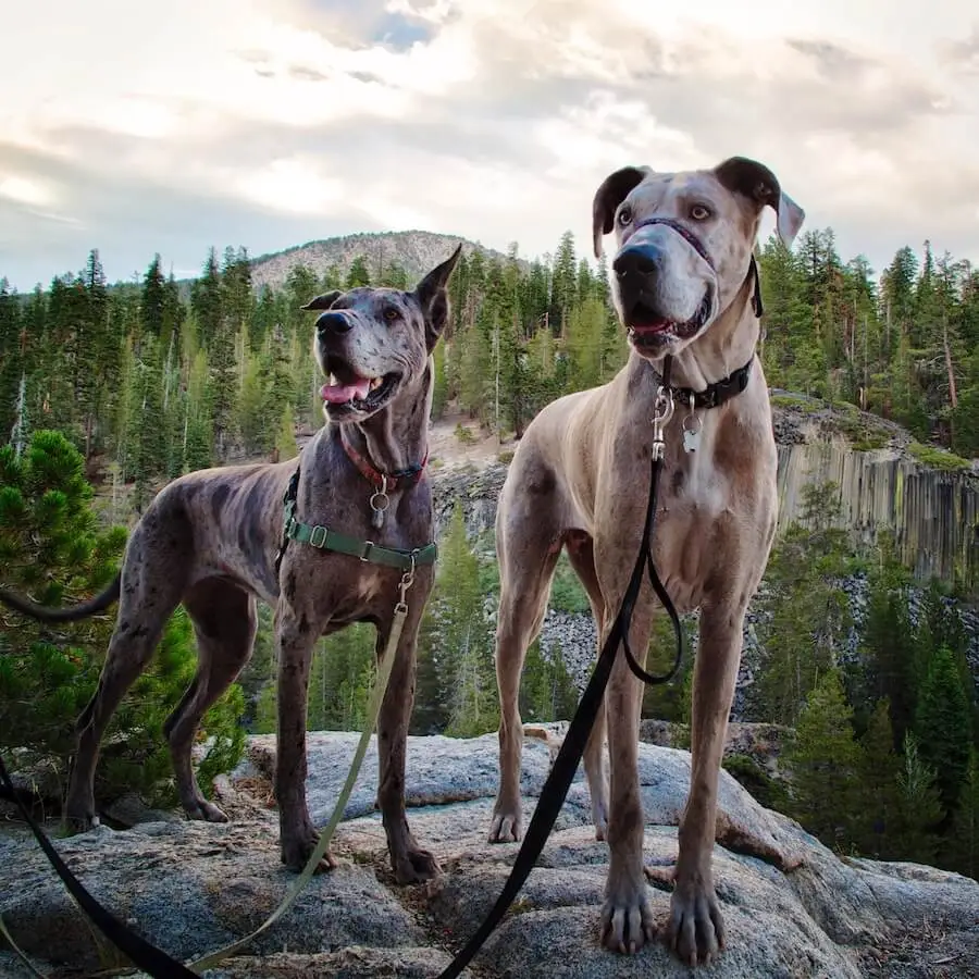 Hiking with a Great Dane 2 Hiking with a Great Dane