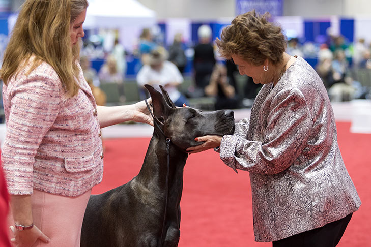 Going to a Great Dane Dog Show 8 QG5A1507