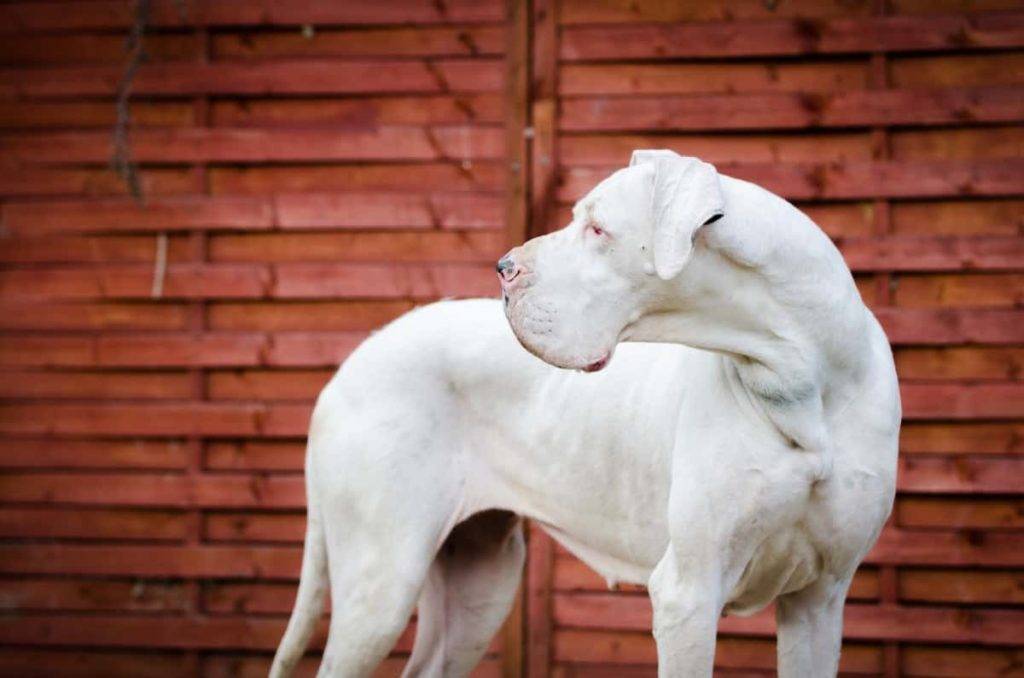 Pictures of Great Danes