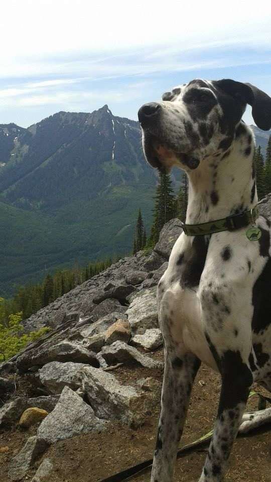 Hiking with a Great Dane 4 Hiking with a Great Dane
