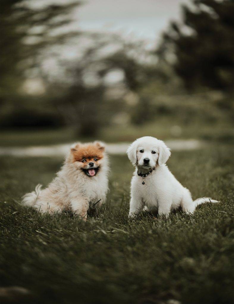 How to Raise a Confident Dog: 7 Tips for Building Your Puppy's Self-Esteem 4 How to Raise a Confident Dog