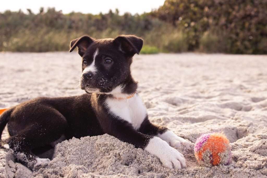 How to Teach a Puppy to Sit