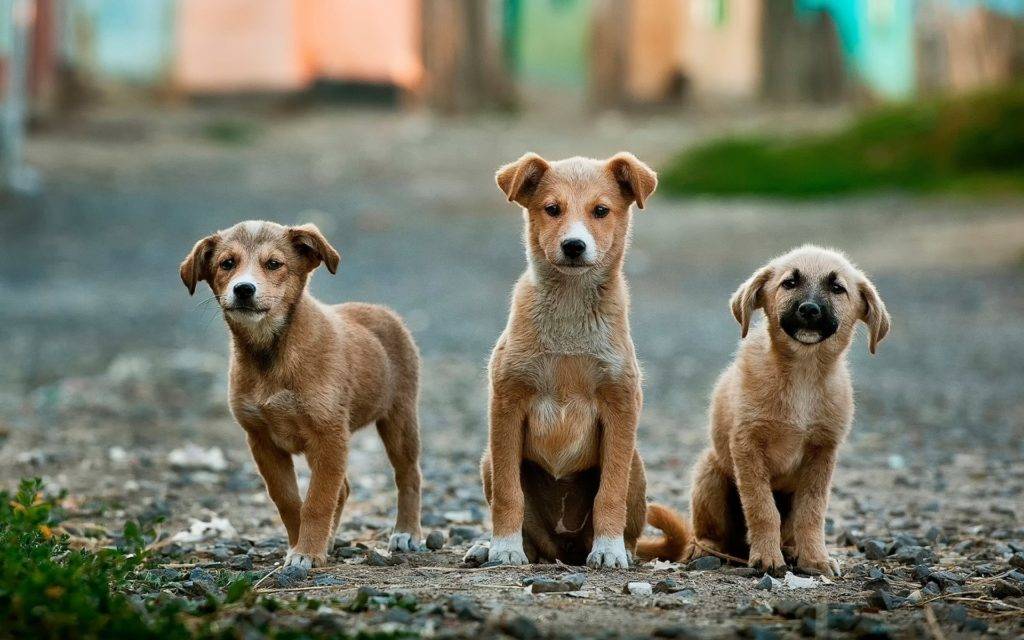 How to Raise a Confident Dog